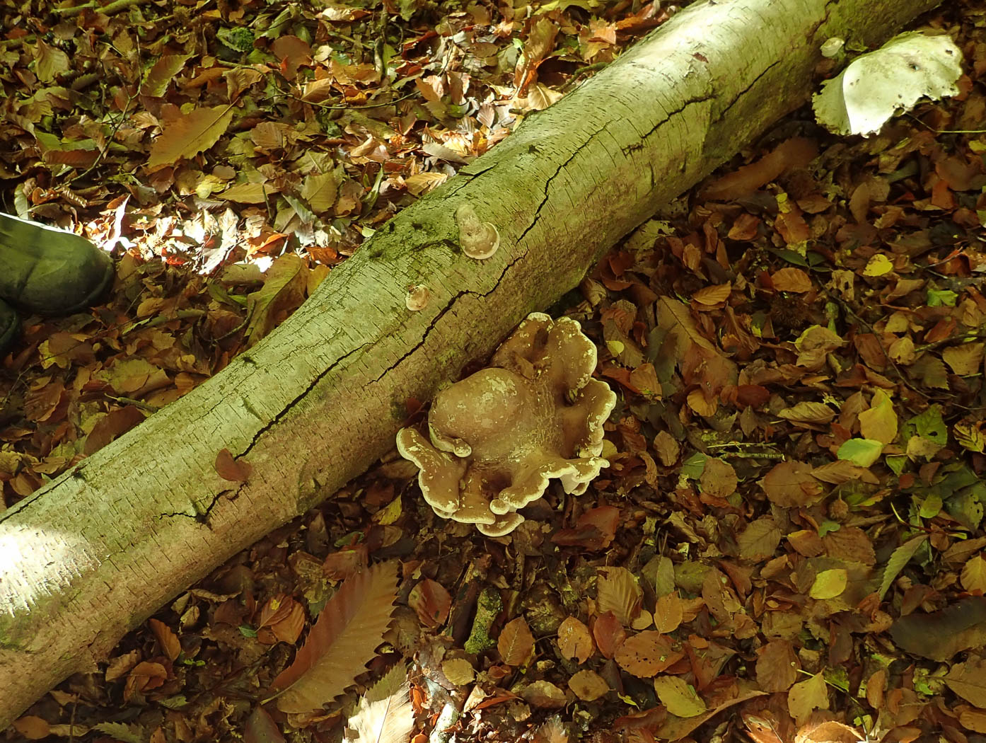 Photo © Penny Cullington Fomitopsis betulina by Penny Cullington